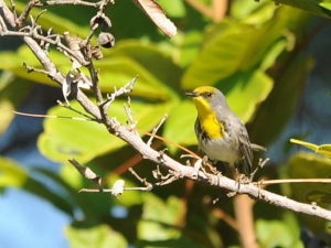 Cuban birding tours