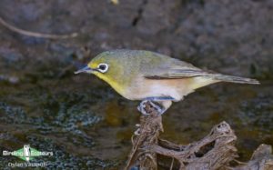 Cape, Namaqualand and Kalahari birding tours