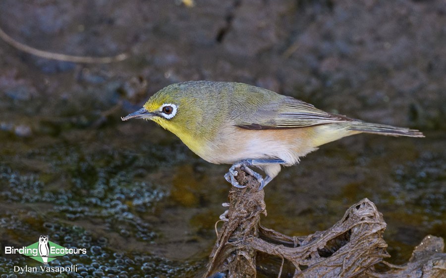 Cape, Namaqualand and Kalahari birding tours