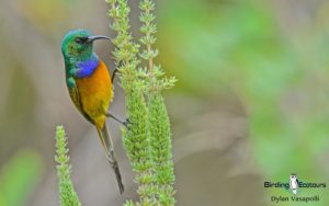 Cape, Namaqualand and Kalahari birding tours