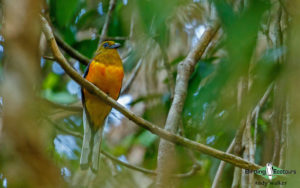 Southern Thailand birding tours