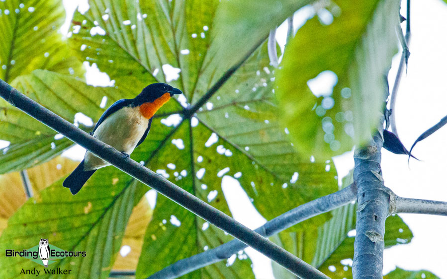 Southern Ecuador birding tours