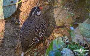 Southern India, Western Ghats and Nilgiri birding tours