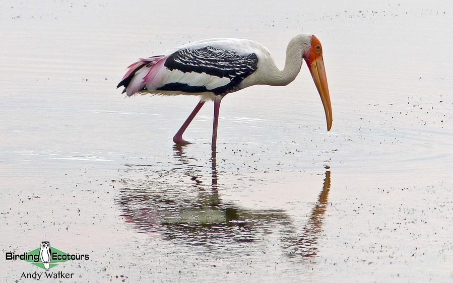 Sri Lanka birding tours