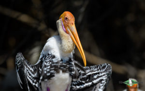 Western Ghats and Nilgiri birding tours