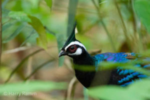 The Philippines birding tours