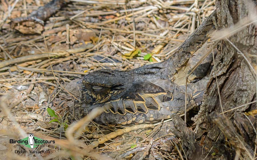 Texas birding tours