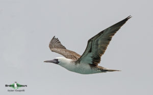 Central Peru birding tour