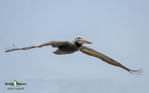 Central Peru birding tour