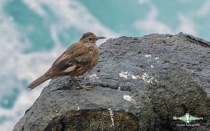 Northwest Peru birding tours