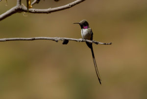 Central Peru birding tour