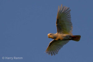 The Philippines birding tours