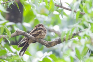 The Philippines birding tours