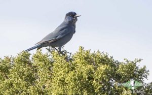 Colorado birding tours