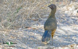 Texas birding tours