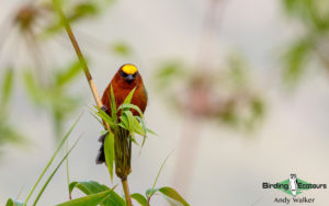 Machu Picchu birding tours