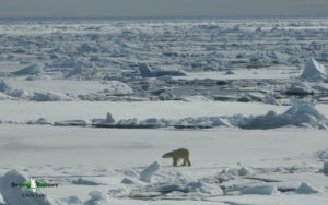 Svalbard birding cruises