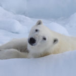 Svalbard birding cruises