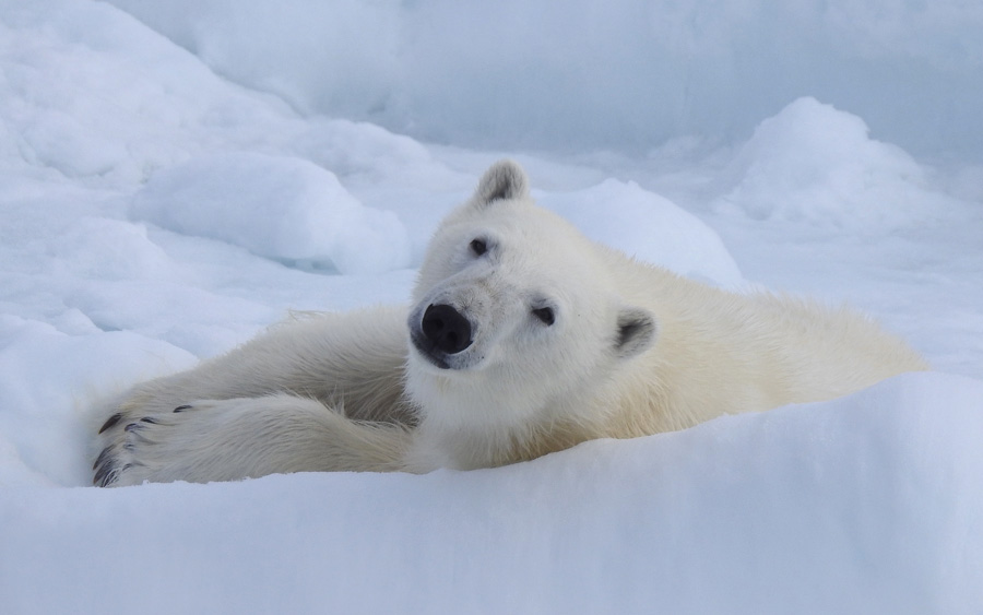 Svalbard birding cruises