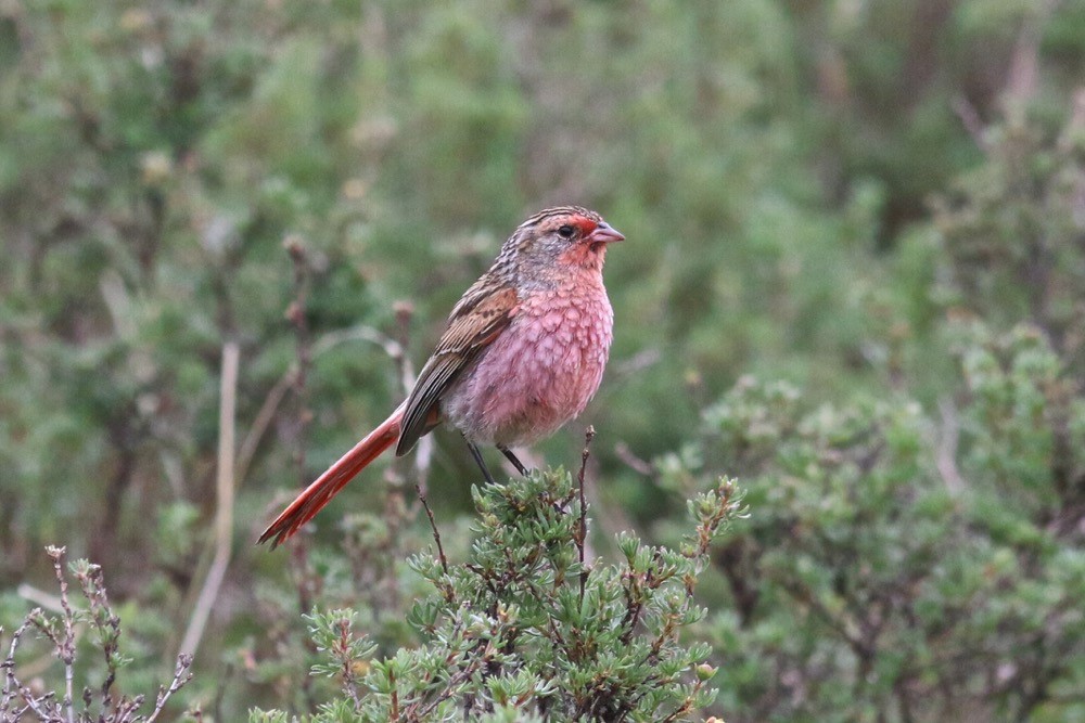 Qinghai birding tours