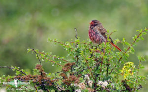 China birding tours