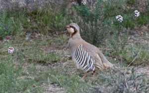 Qinghai birding tours