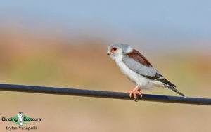 Cape, Namaqualand and Kalahari birding tours