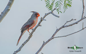 Texas birding tours