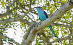 Zimbabwe birding tours