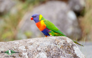 Southwest Australia birding tours