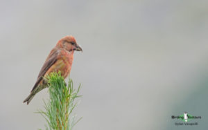 Bulgaria winter birding tours