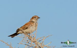 Cape, Namaqualand and Kalahari birding tours