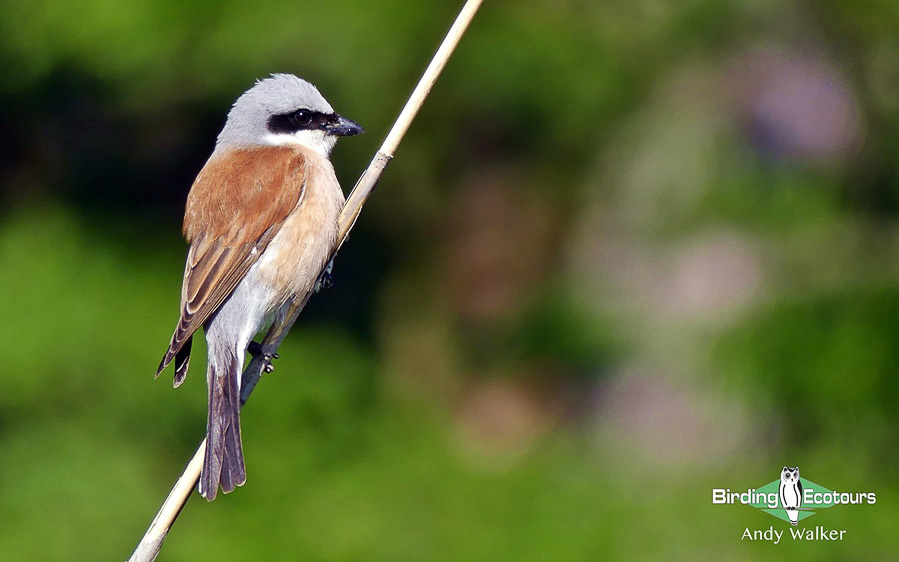 Greece birding tours