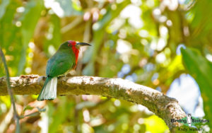 Southern Thailand birding tours