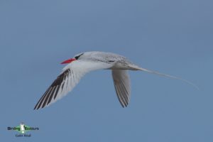 Galapagos birding tours