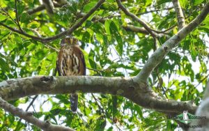 Ghana birding tours