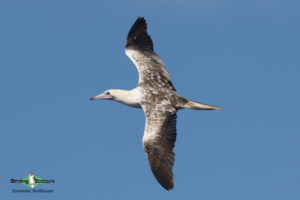 Galapagos birding tours