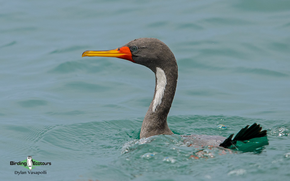 Northwest Peru birding tours