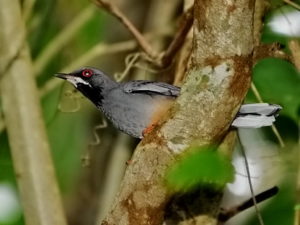 Cuban birding tours