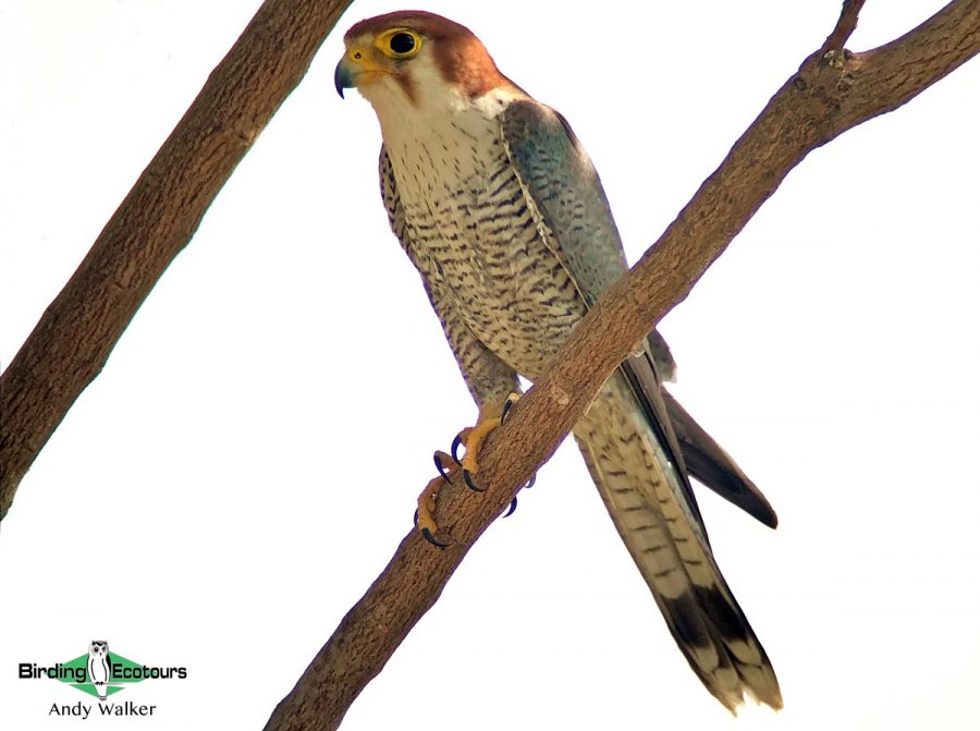 Northwest India birding tours