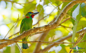 Southern Thailand birding tours