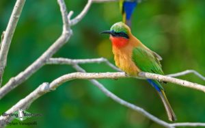 Ghana birding tours