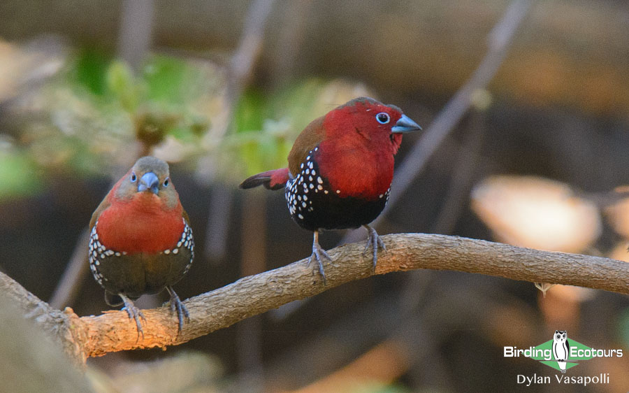 Zimbabwe birding tours