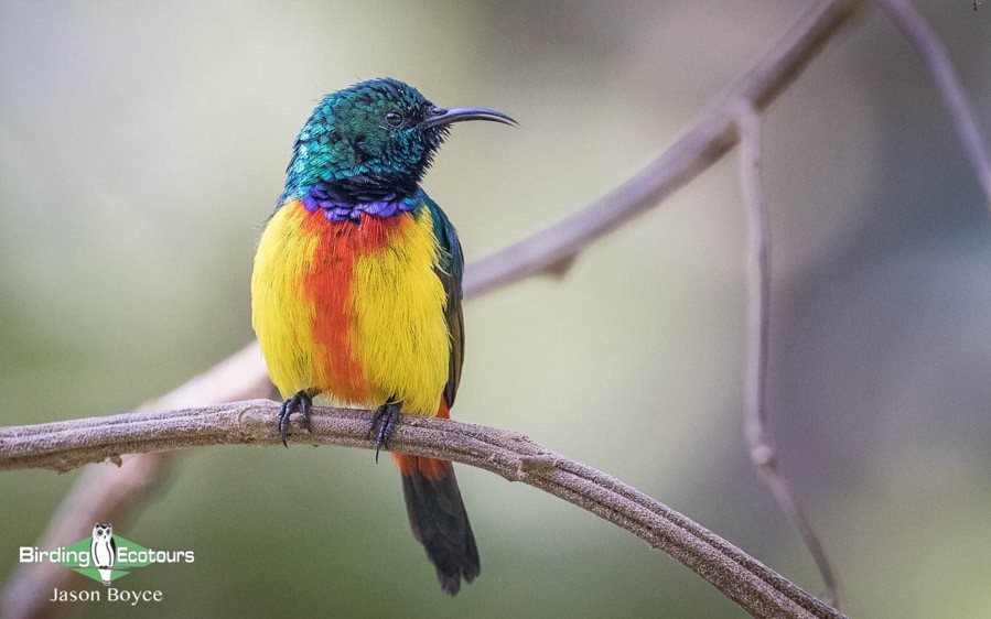 Uganda birding tours