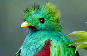 Complete Costa Rica birding tour