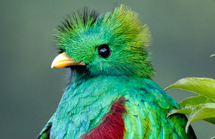 birding tours costa rica