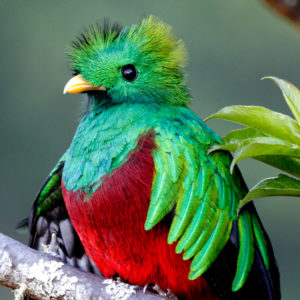 Costa Rica Escape birding tour