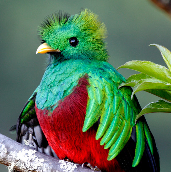 Costa Rica Escape birding tour