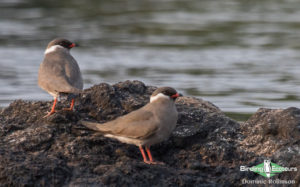 Zimbabwe birding tours