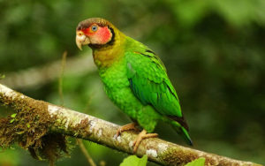 Colombian birding tours